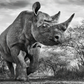 THE DEPARTED-Photographic Print-David Yarrow-Sorrel Sky Gallery