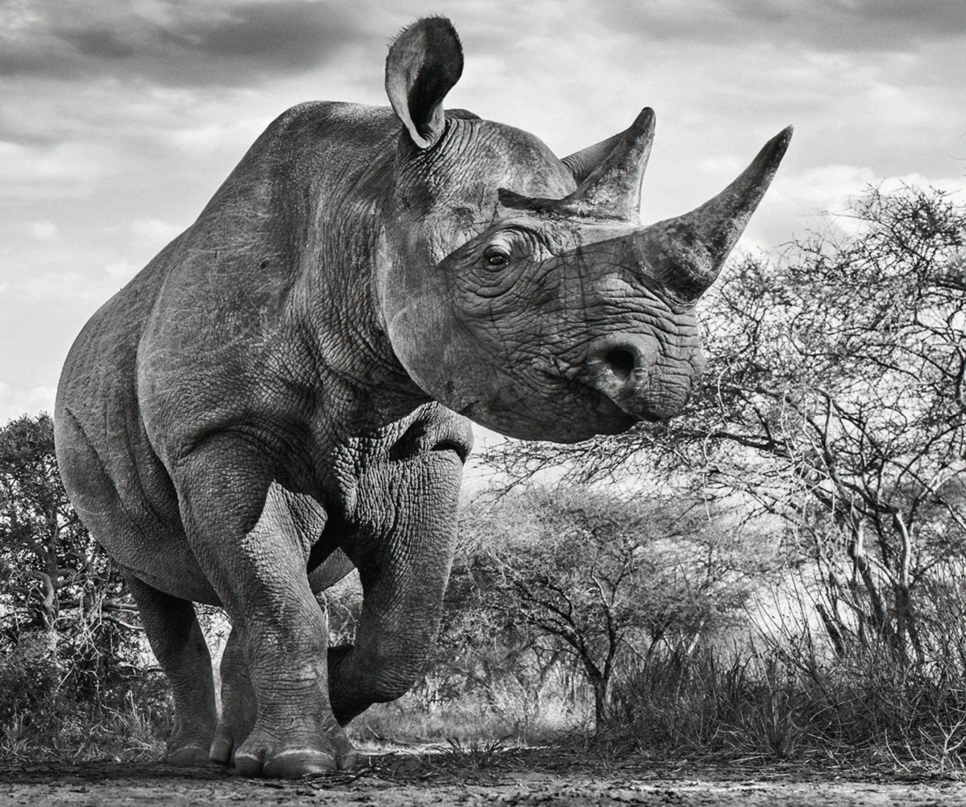 THE DEPARTED-Photographic Print-David Yarrow-Sorrel Sky Gallery