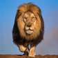 THE DUST UP (COLOUR)-Photographic Print-David Yarrow-Sorrel Sky Gallery