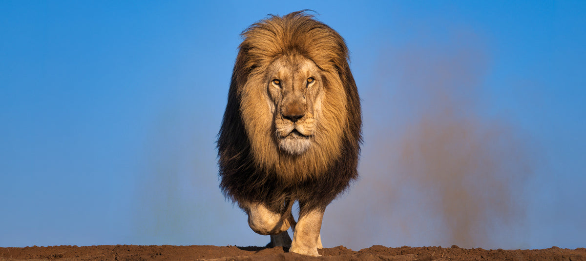 THE DUST UP (COLOUR)-Photographic Print-David Yarrow-Sorrel Sky Gallery