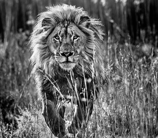 THE FULL NINE YARDS-Photographic Print-David Yarrow-Sorrel Sky Gallery