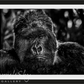 THE GOVERNOR-Photographic Print-David Yarrow-Sorrel Sky Gallery