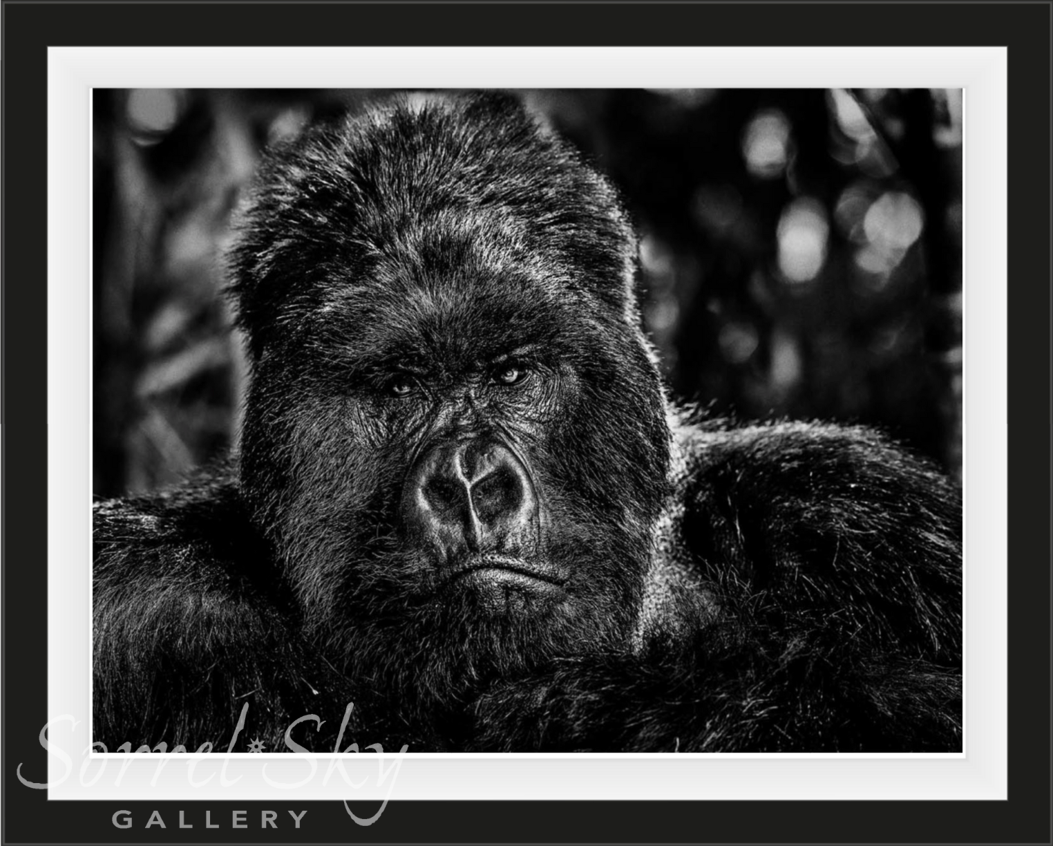 THE GOVERNOR-Photographic Print-David Yarrow-Sorrel Sky Gallery