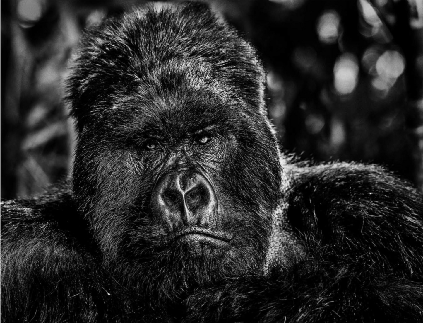 THE GOVERNOR-Photographic Print-David Yarrow-Sorrel Sky Gallery