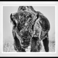 THE ICE MONSTER (Black & White)-Photographic Print-David Yarrow-Sorrel Sky Gallery