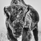 THE ICE MONSTER (Black & White)-Photographic Print-David Yarrow-Sorrel Sky Gallery