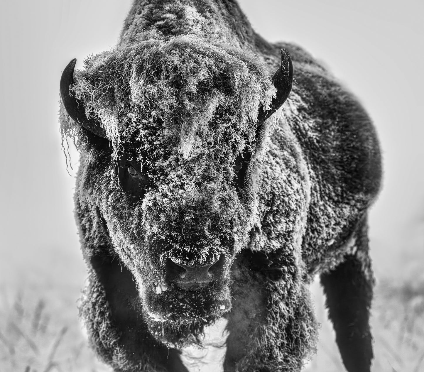 THE ICE MONSTER (Black & White)-Photographic Print-David Yarrow-Sorrel Sky Gallery