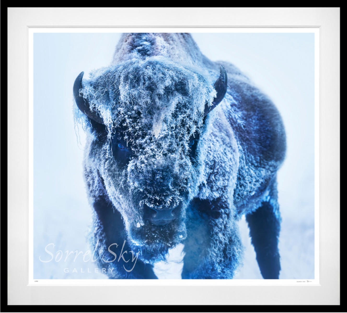 THE ICE MONSTER (COLOUR)-Photographic Print-David Yarrow-Sorrel Sky Gallery