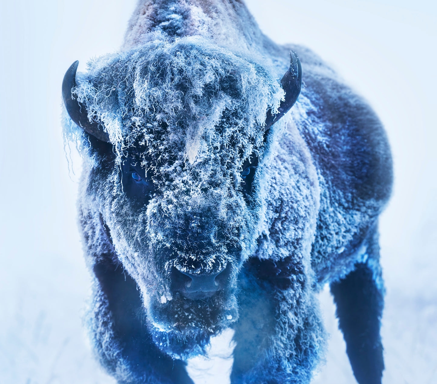 THE ICE MONSTER (COLOUR)-Photographic Print-David Yarrow-Sorrel Sky Gallery