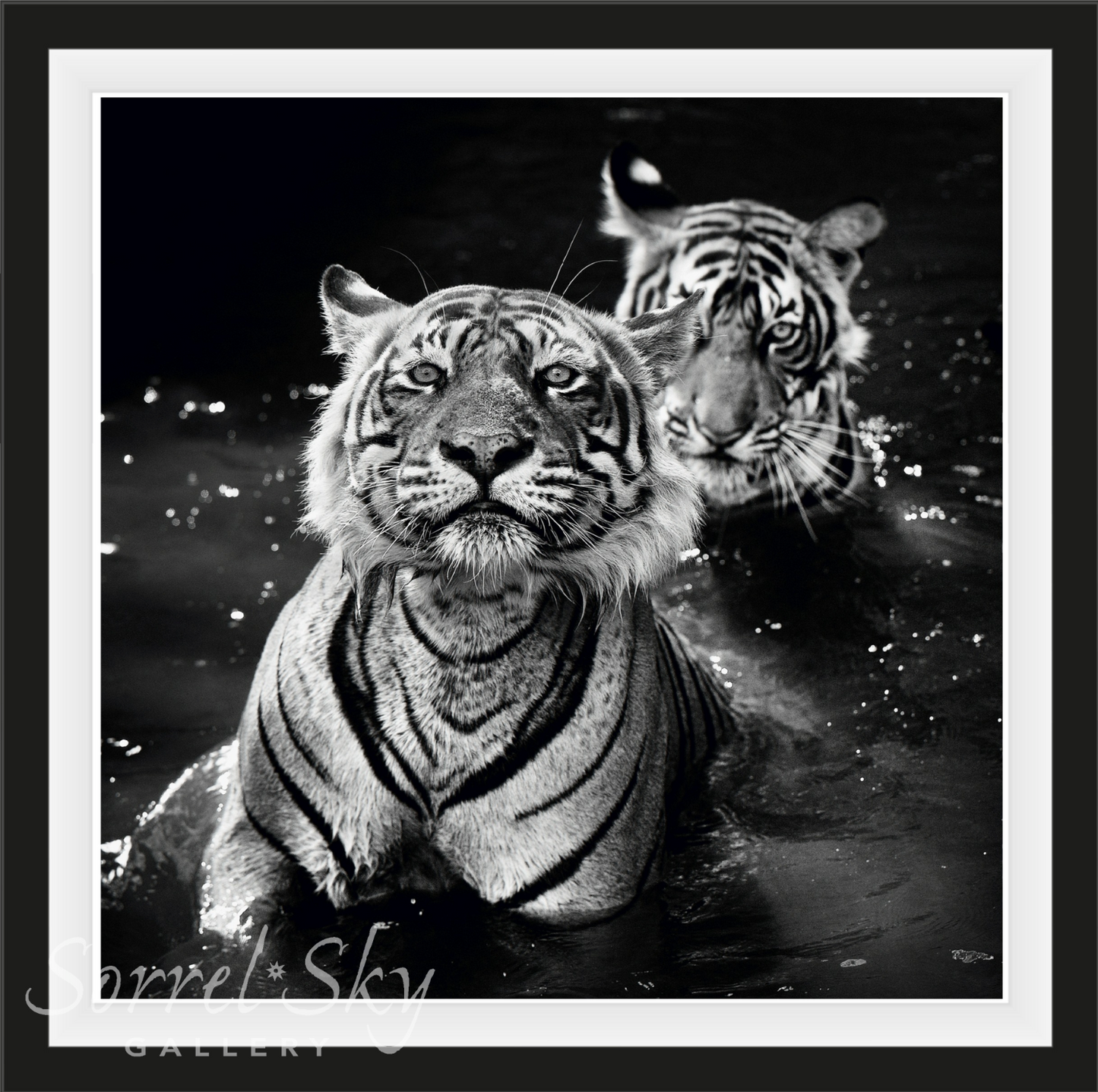 THE JUNGLE BOOK STORIES-Photographic Print-David Yarrow-Sorrel Sky Gallery