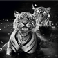 THE JUNGLE BOOK STORIES-Photographic Print-David Yarrow-Sorrel Sky Gallery