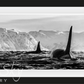 THE KILLERS-Photographic Print-David Yarrow-Sorrel Sky Gallery