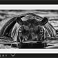 THE LAST DANCE-Photographic Print-David Yarrow-Sorrel Sky Gallery