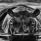 THE LAST DANCE-Photographic Print-David Yarrow-Sorrel Sky Gallery