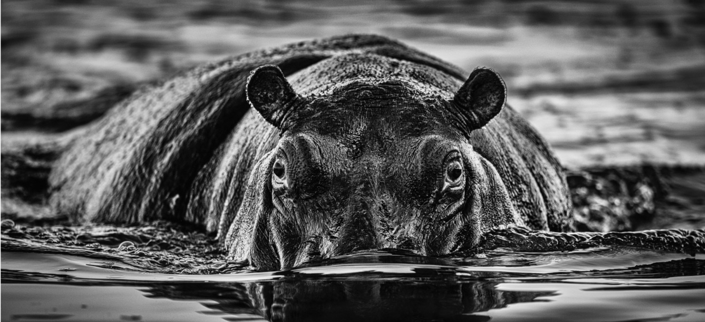 THE LAST DANCE-Photographic Print-David Yarrow-Sorrel Sky Gallery