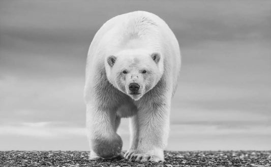 THE NORTH SLOPE-Photographic Print-David Yarrow-Sorrel Sky Gallery