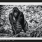 THE PILGRIM-Photographic Print-David Yarrow-Sorrel Sky Gallery