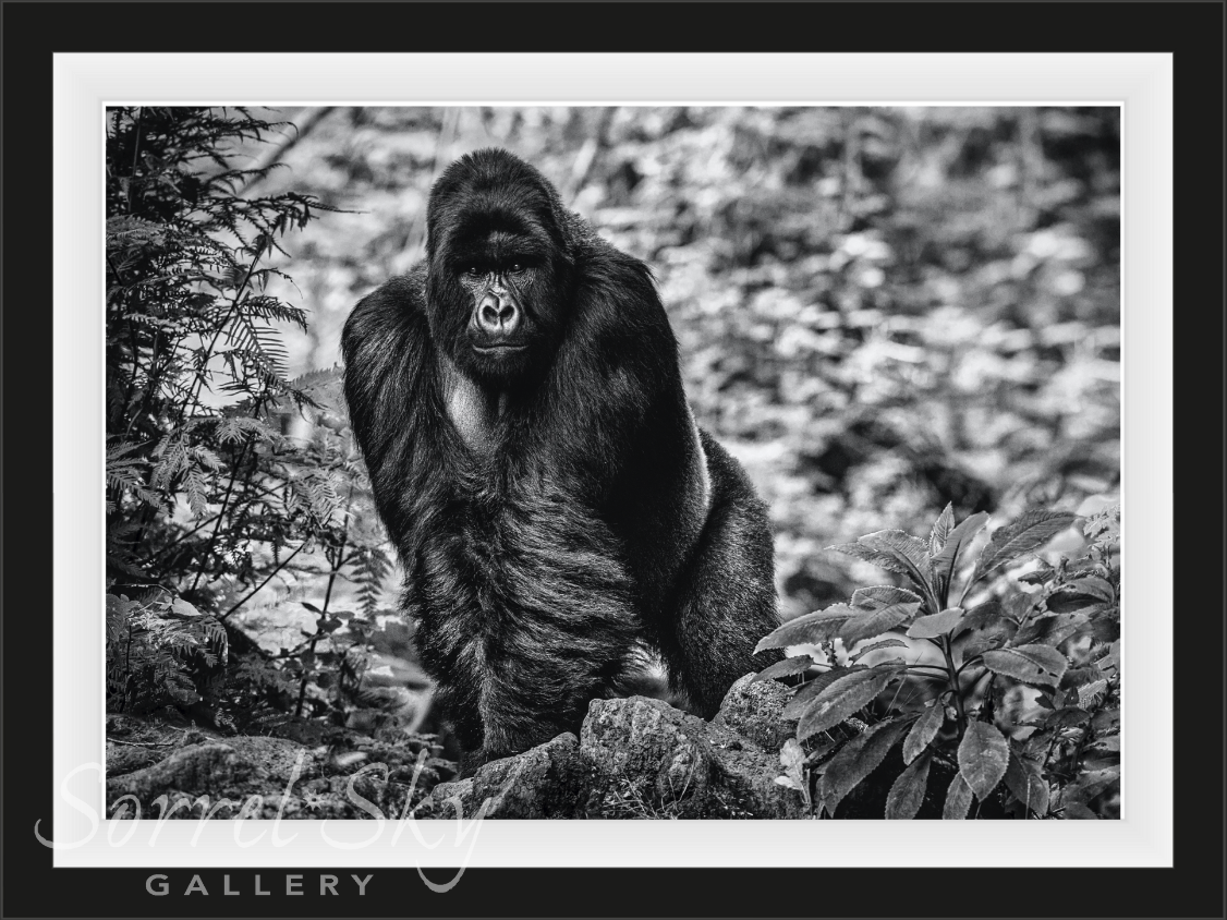 THE PILGRIM-Photographic Print-David Yarrow-Sorrel Sky Gallery