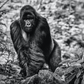 THE PILGRIM-Photographic Print-David Yarrow-Sorrel Sky Gallery