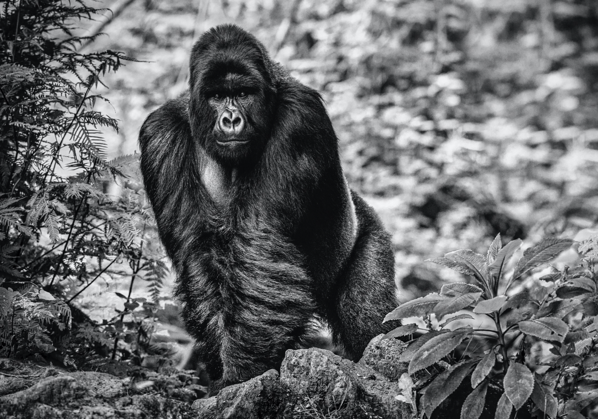 THE PILGRIM-Photographic Print-David Yarrow-Sorrel Sky Gallery