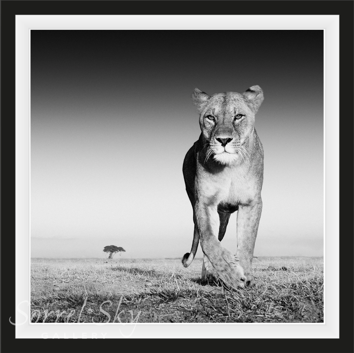 THE PRIZE-Photographic Print-David Yarrow-Sorrel Sky Gallery