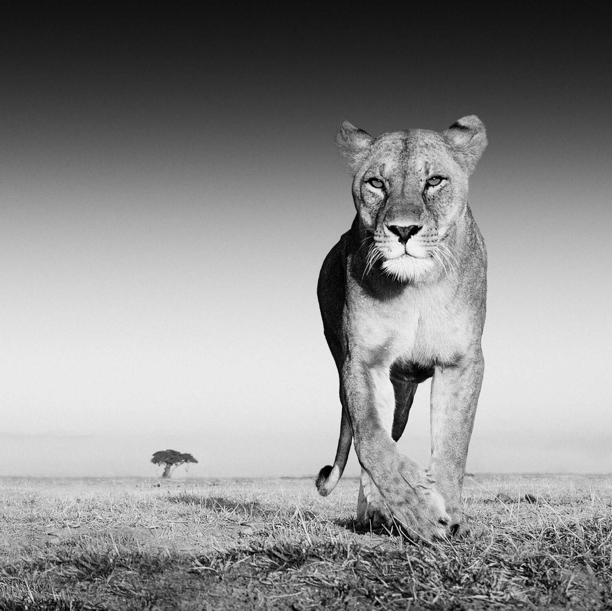 THE PRIZE-Photographic Print-David Yarrow-Sorrel Sky Gallery