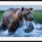 THE SALMON RUN - Colour-Photographic Print-David Yarrow-Sorrel Sky Gallery