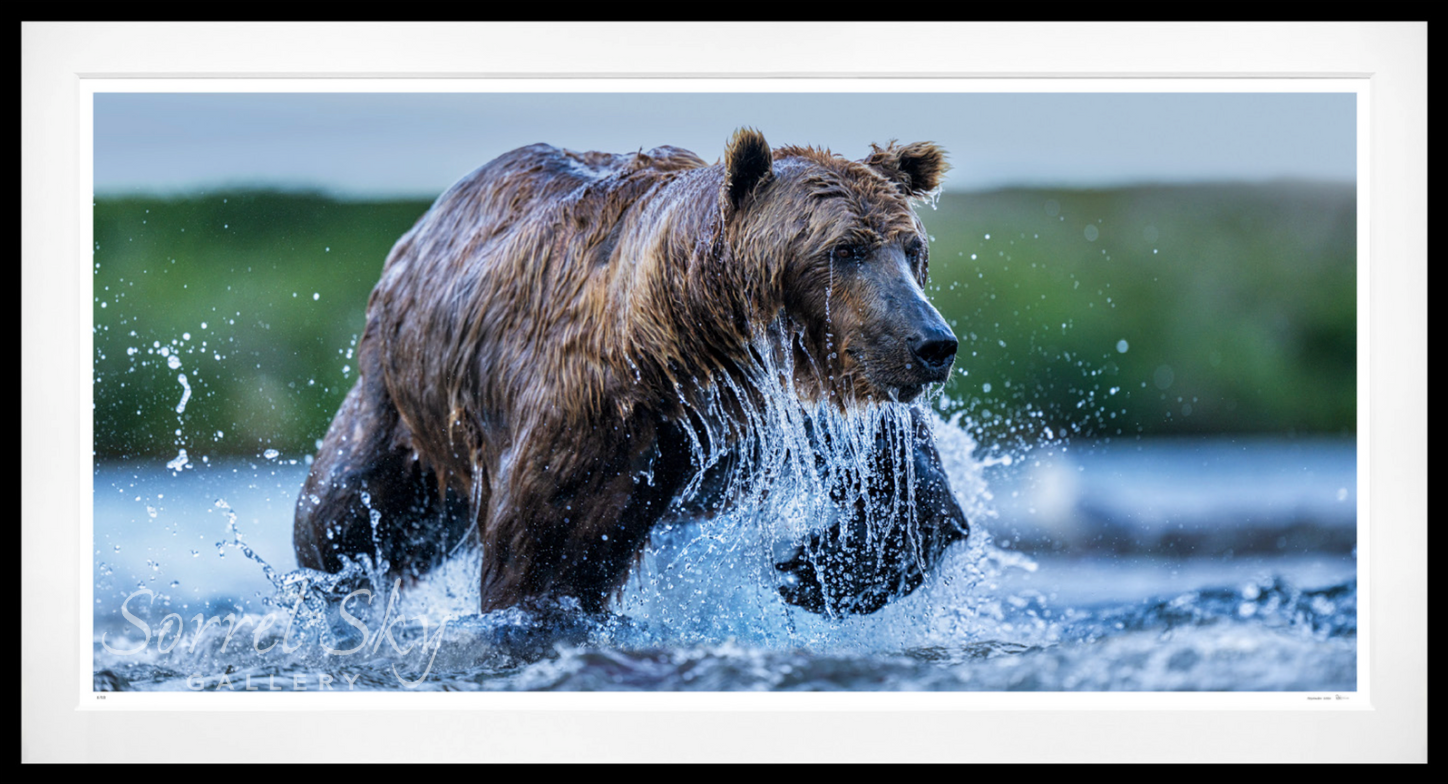 THE SALMON RUN - Colour-Photographic Print-David Yarrow-Sorrel Sky Gallery