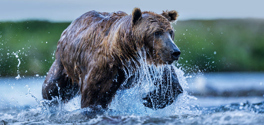THE SALMON RUN - Colour-Photographic Print-David Yarrow-Sorrel Sky Gallery