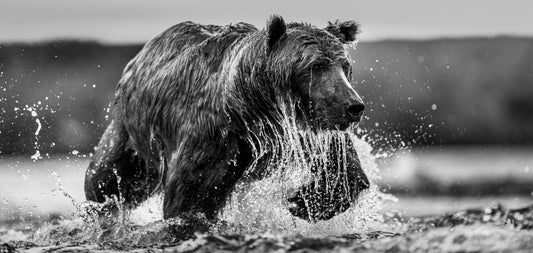 THE SALMON RUN-Photographic Print-David Yarrow-Sorrel Sky Gallery