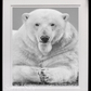 THE STATESMAN-Photographic Print-David Yarrow-Sorrel Sky Gallery