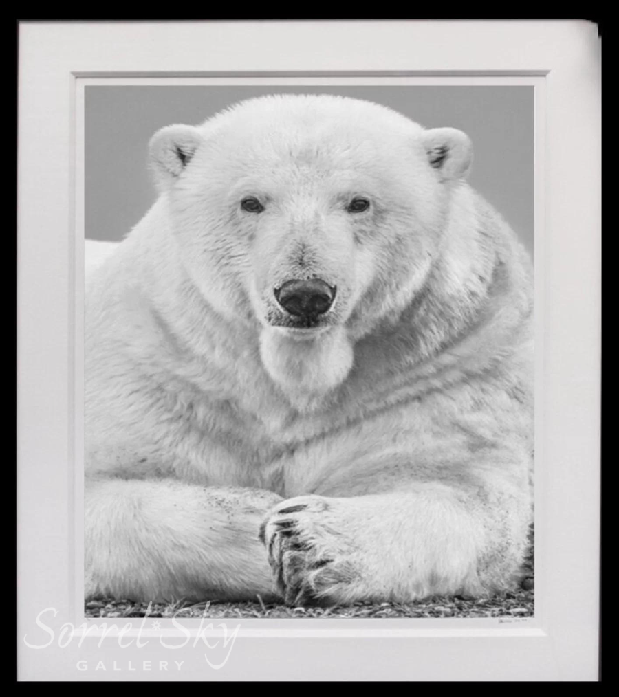 THE STATESMAN-Photographic Print-David Yarrow-Sorrel Sky Gallery