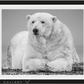 THE STATESMAN II-Photographic Print-David Yarrow-Sorrel Sky Gallery