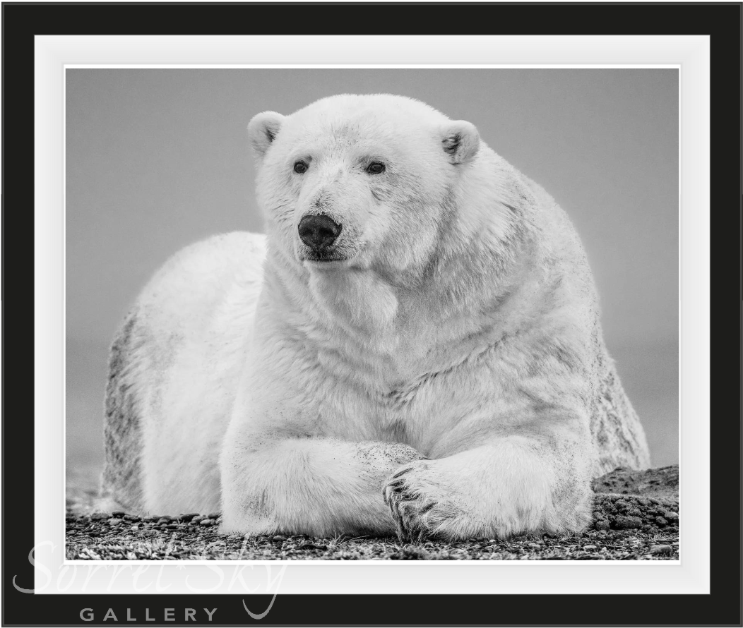 THE STATESMAN II-Photographic Print-David Yarrow-Sorrel Sky Gallery