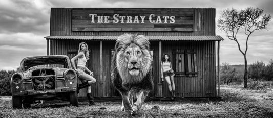 THE STRAY CATS (B&W)-Photographic Print-David Yarrow-Sorrel Sky Gallery