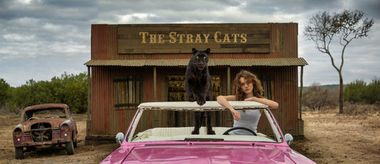 The Stray Cats (Colour)