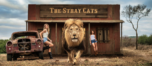 THE STRAY CATS (COLOUR)-Photographic Print-David Yarrow-Sorrel Sky Gallery