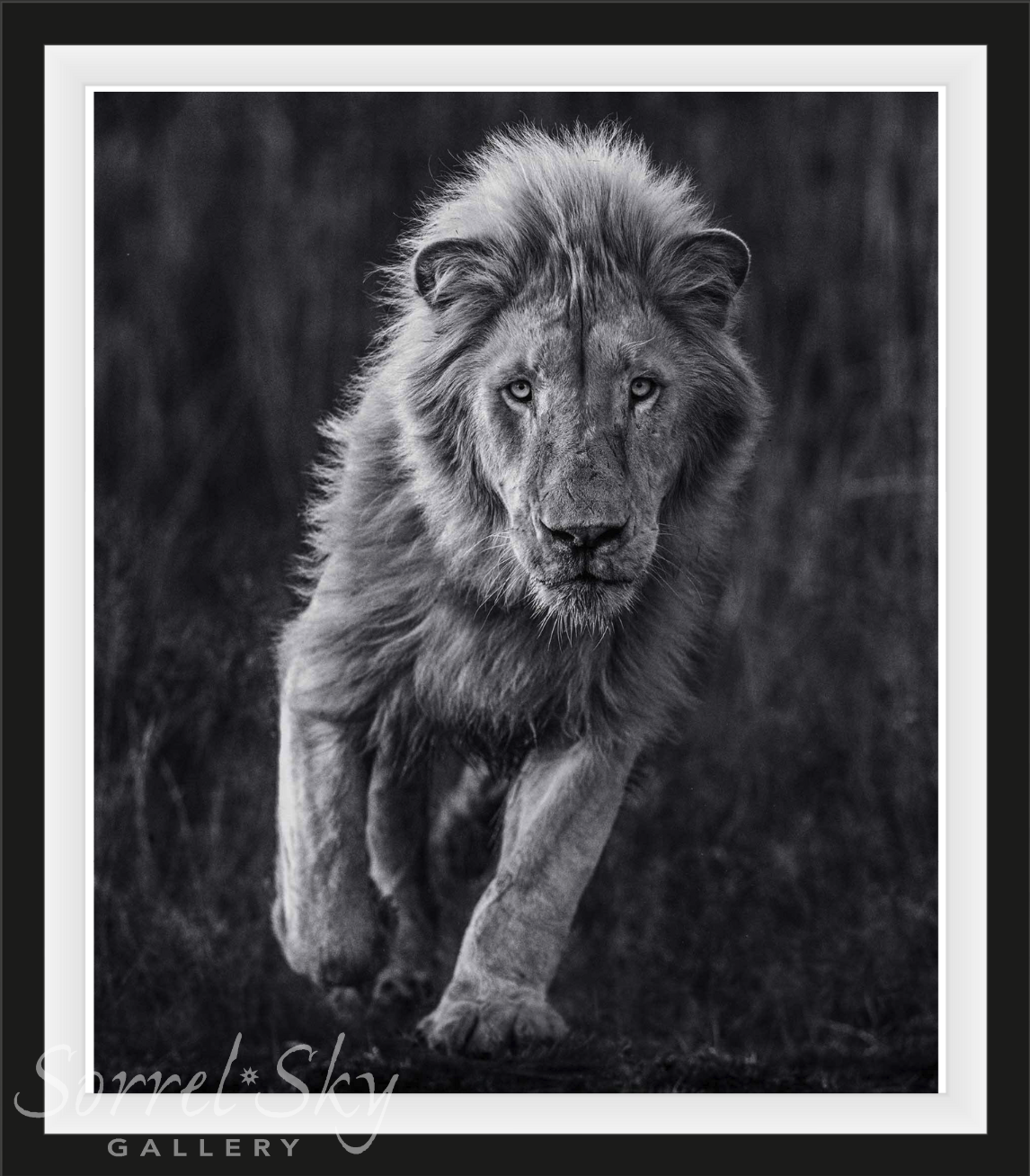 THOR-Photographic Print-David Yarrow-Sorrel Sky Gallery