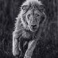 THOR-Photographic Print-David Yarrow-Sorrel Sky Gallery