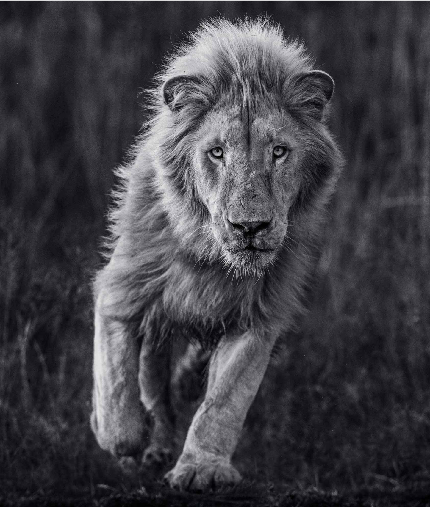 THOR-Photographic Print-David Yarrow-Sorrel Sky Gallery