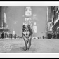 TIMES SQUARE-Photographic Print-David Yarrow-Sorrel Sky Gallery