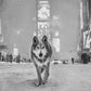 TIMES SQUARE-Photographic Print-David Yarrow-Sorrel Sky Gallery