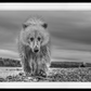 Ted-Photographic Print-David Yarrow-Sorrel Sky Gallery