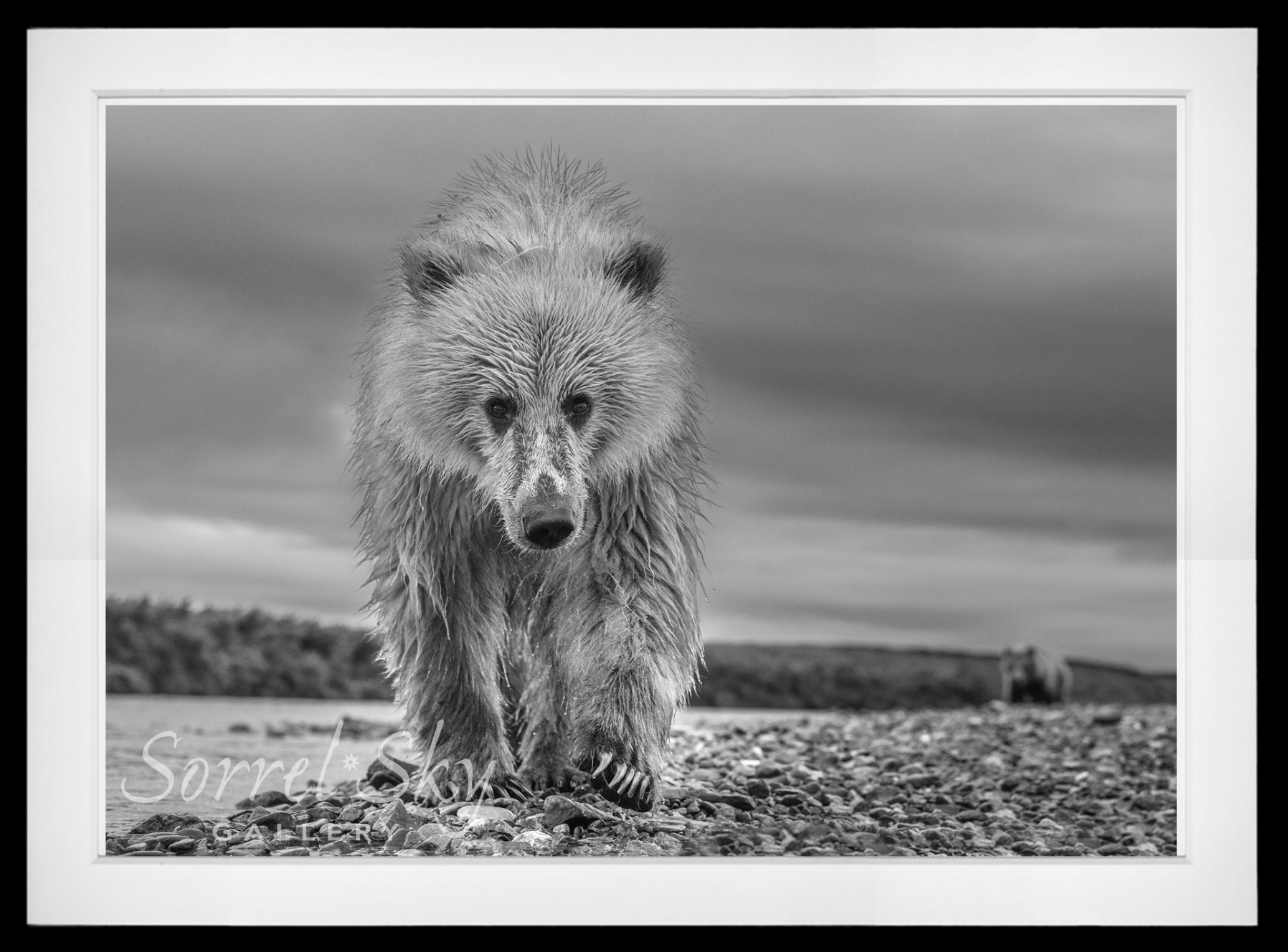 Ted-Photographic Print-David Yarrow-Sorrel Sky Gallery