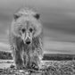 Ted-Photographic Print-David Yarrow-Sorrel Sky Gallery