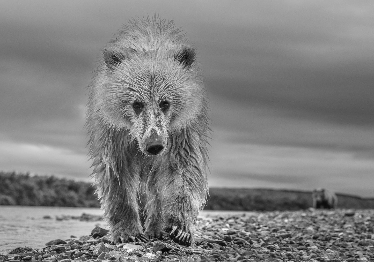 Ted-Photographic Print-David Yarrow-Sorrel Sky Gallery