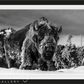 The Beast Of Yellowstone