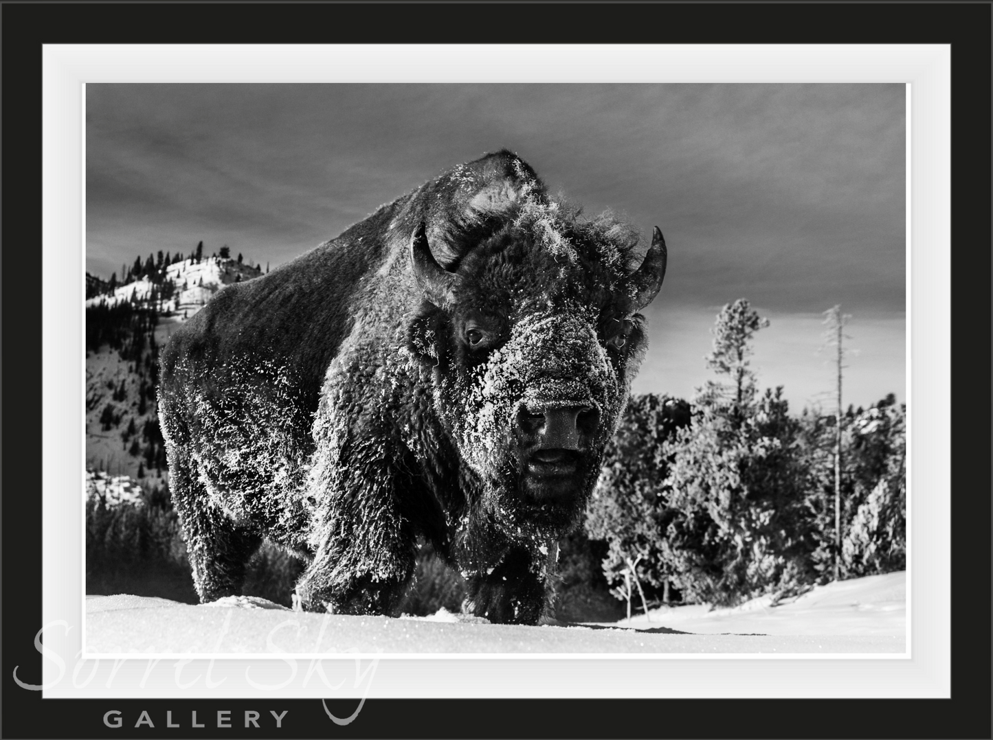 The Beast Of Yellowstone