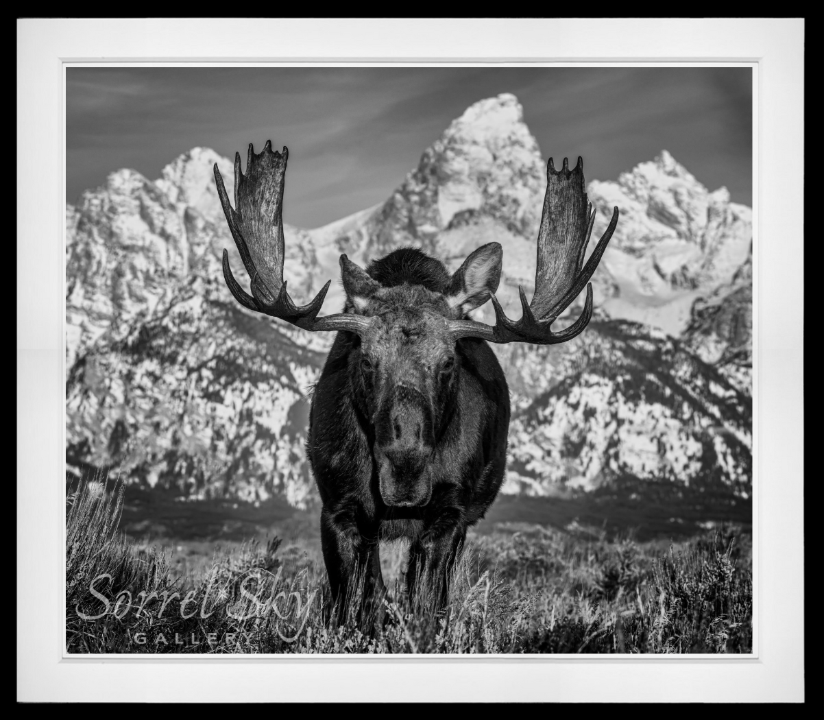 The Big Moose-Photographic Print-David Yarrow-Sorrel Sky Gallery