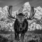 The Big Moose-Photographic Print-David Yarrow-Sorrel Sky Gallery